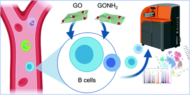 Graphical abstract: Graphene oxide activates B cells with upregulation of granzyme B expression: evidence at the single-cell level for its immune-modulatory properties and anticancer activity
