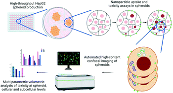 Graphical abstract: Multiparametric nanoparticle-induced toxicity readouts with single cell resolution in HepG2 multicellular tumour spheroids