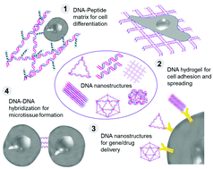 Graphical abstract: Programmable, self-assembled DNA nanodevices for cellular programming and tissue engineering