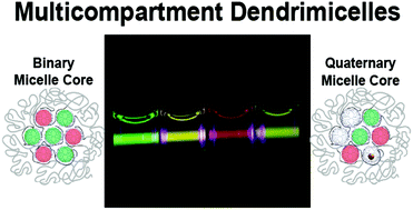 Graphical abstract: Multicompartment dendrimicelles with binary, ternary and quaternary core composition