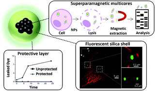 Graphical abstract: Multifunctional superparamagnetic nanoparticles with a fluorescent silica shell for the in vitro study of bio-nano interactions at the subcellular scale