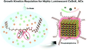 Graphical abstract: Phosphatidylcholine-mediated regulation of growth kinetics for colloidal synthesis of cesium tin halide nanocrystals