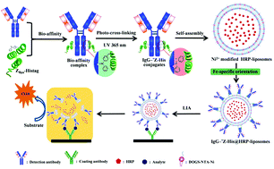 Graphical abstract: Development of site-specific antibody-conjugated immunoliposomes for sensitive detection of disease biomarkers