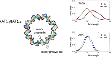 Graphical abstract: Sequence-dependent twist-bend coupling in DNA minicircles