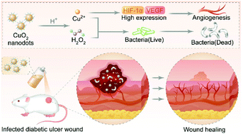 Graphical abstract: Sprayed copper peroxide nanodots for accelerating wound healing in a multidrug-resistant bacteria infected diabetic ulcer