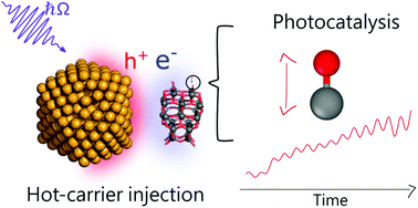 Graphical abstract: Dynamical evolution of the Schottky barrier as a determinant contribution to electron–hole pair stabilization and photocatalysis of plasmon-induced hot carriers