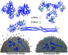 Graphical abstract: Rearrangement of protein structures on a gold nanoparticle surface is regulated by ligand adsorption modes