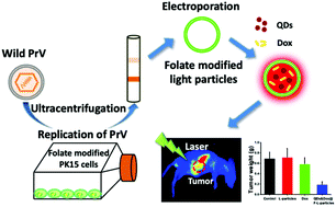 Graphical abstract: Host-cell-assisted construction of a folate-engineered nanocarrier based on viral light particles for targeted cancer therapy