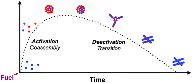 Graphical abstract: Morphological transitions in chemically fueled self-assembly