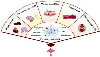 Graphical abstract: Biomolecules in cell-derived extracellular vesicle chariots as warriors to repair damaged tissues