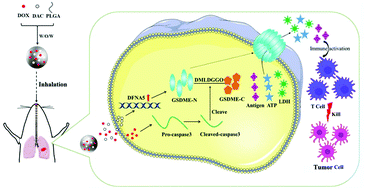 Graphical abstract: Combination of DNA demethylation and chemotherapy to trigger cell pyroptosis for inhalation treatment of lung cancer