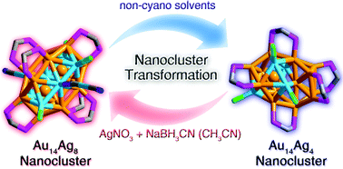 Graphical abstract: Reversible transformation between Au14Ag8 and Au14Ag4 nanoclusters