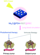 Graphical abstract: Functionalized 2D Nb2C nanosheets for primary and recurrent cancer photothermal/immune-therapy in the NIR-II biowindow