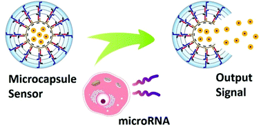 Graphical abstract: Stimuli-responsive hydrogel microcapsules for the amplified detection of microRNAs