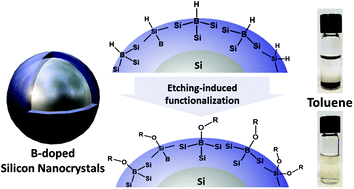 Graphical abstract: Tailoring B-doped silicon nanocrystal surface chemistry via phosphorus pentachloride – mediated surface alkoxylation