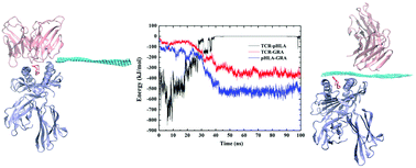 Graphical abstract: Potential interference of graphene nanosheets in immune response via disrupting the recognition of HLA-presented KK10 by TCR: a molecular dynamics simulation study