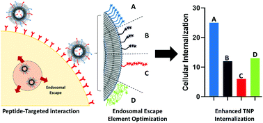 Graphical abstract: Identification and optimization of tunable endosomal escape parameters for enhanced efficacy in peptide-targeted prodrug-loaded nanoparticles