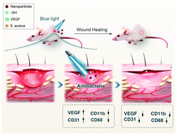 Graphical abstract: Ferrihydrite nanoparticles as the photosensitizer augment microbial infected wound healing with blue light