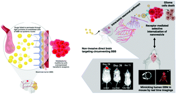 Graphical abstract: Non-invasive transferrin targeted nanovesicles sensitize resistant glioblastoma multiforme tumors and improve survival in orthotopic mouse models