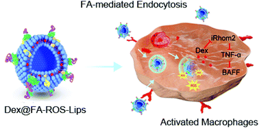 Graphical abstract: ROS-mediated liposomal dexamethasone: a new FA-targeted nanoformulation to combat rheumatoid arthritis via inhibiting iRhom2/TNF-α/BAFF pathways