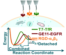 Graphical abstract: Evaluating the single-molecule interactions between targeted peptides and the receptors on living cell membrane