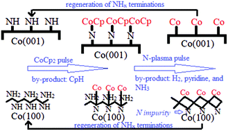 Graphical abstract: Self-limiting nitrogen/hydrogen plasma radical chemistry in plasma-enhanced atomic layer deposition of cobalt