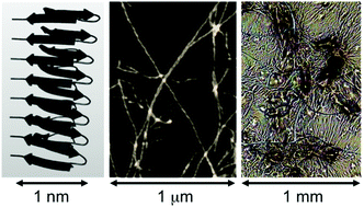 Graphical abstract: Hierarchical propagation of structural features in protein nanomaterials