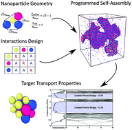 Graphical abstract: Multifarious colloidal structures: new insight into ternary and quadripartite ordered assemblies