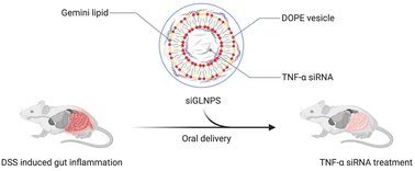 Graphical abstract: Gemini lipid nanoparticle (GLNP)-mediated oral delivery of TNF-α siRNA mitigates gut inflammation via inhibiting the differentiation of CD4+ T cells