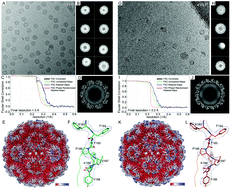 Graphical abstract: Cryo-EM reconstructions of BMV-derived virus-like particles reveal assembly defects in the icosahedral lattice structure