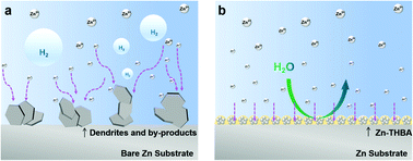 Graphical abstract: Metal organic complexes as an artificial solid-electrolyte interface with Zn-ion transfer promotion for long-life zinc metal batteries