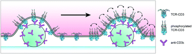 Graphical abstract: The T cell receptor displays lateral signal propagation involving non-engaged receptors