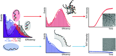 Graphical abstract: Distinct lipid membrane-mediated pathways of Tau assembly revealed by single-molecule analysis