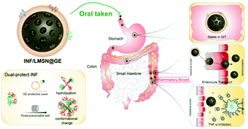 Graphical abstract: A biomimetic nanocomposite made of a ginger-derived exosome and an inorganic framework for high-performance delivery of oral antibodies