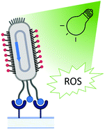 Graphical abstract: Orthogonal nanoarchitectonics of M13 phage for receptor targeted anticancer photodynamic therapy