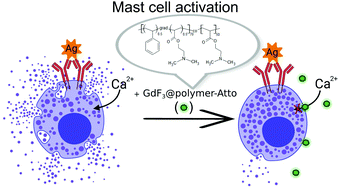 Graphical abstract: Multimodal fluorescently labeled polymer-coated GdF3 nanoparticles inhibit degranulation in mast cells