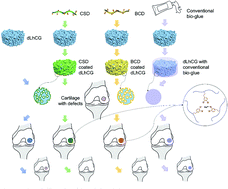 Graphical abstract: Dopamine based adhesive nano-coatings on extracellular matrix (ECM) based grafts for enhanced host–graft interfacing affinity