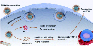 Graphical abstract: Transdermal delivery of poly-hyaluronic acid-based spherical nucleic acids for chemogene therapy