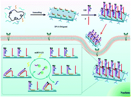 Graphical abstract: An aptamer-tethered DNA origami amplifier for sensitive and accurate imaging of intracellular microRNA
