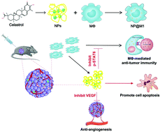 Graphical abstract: Nanotherapeutic macrophage-based immunotherapy for the peritoneal carcinomatosis of lung cancer