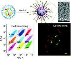 Graphical abstract: One-pot synthesized organosilica nanospheres for multiplexed fluorescent nanobarcoding and subcellular tracking
