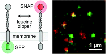 Graphical abstract: Designed membrane protein heterodimers and control of their affinity by binding domain and membrane linker properties