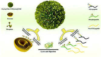 Graphical abstract: Glutathione-functionalized magnetic thioether-COFs for the simultaneous capture of urinary exosomes and enrichment of exosomal glycosylated and phosphorylated peptides