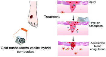 Graphical abstract: Ultra-small gold nanoclusters assembled on plasma polymer-modified zeolites: a multifunctional nanohybrid with anti-haemorrhagic and anti-inflammatory properties