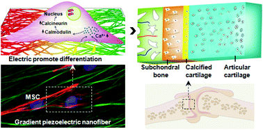 Graphical abstract: Integrated osteochondral differentiation of mesenchymal stem cells on biomimetic nanofibrous mats with cell adhesion-generated piezopotential gradients