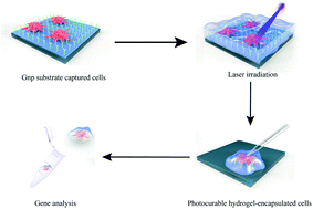 Graphical abstract: A light-induced hydrogel responsive platform to capture and selectively isolate single circulating tumor cells