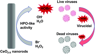 Graphical abstract: Haloperoxidase-mimicking CeO2−x nanorods for the deactivation of human coronavirus OC43