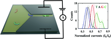 Graphical abstract: Single nucleobase identification for transversally-confined ssDNA using longitudinal ionic currents