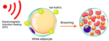 Graphical abstract: Browning of white adipocytes by gold nanocluster mediated electromagnetic induction heating hyperthermia