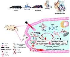 Graphical abstract: Cu-Doped black phosphorus quantum dots as multifunctional Fenton nanocatalyst for boosting synergistically enhanced H2O2-guided and photothermal chemodynamic cancer therapy